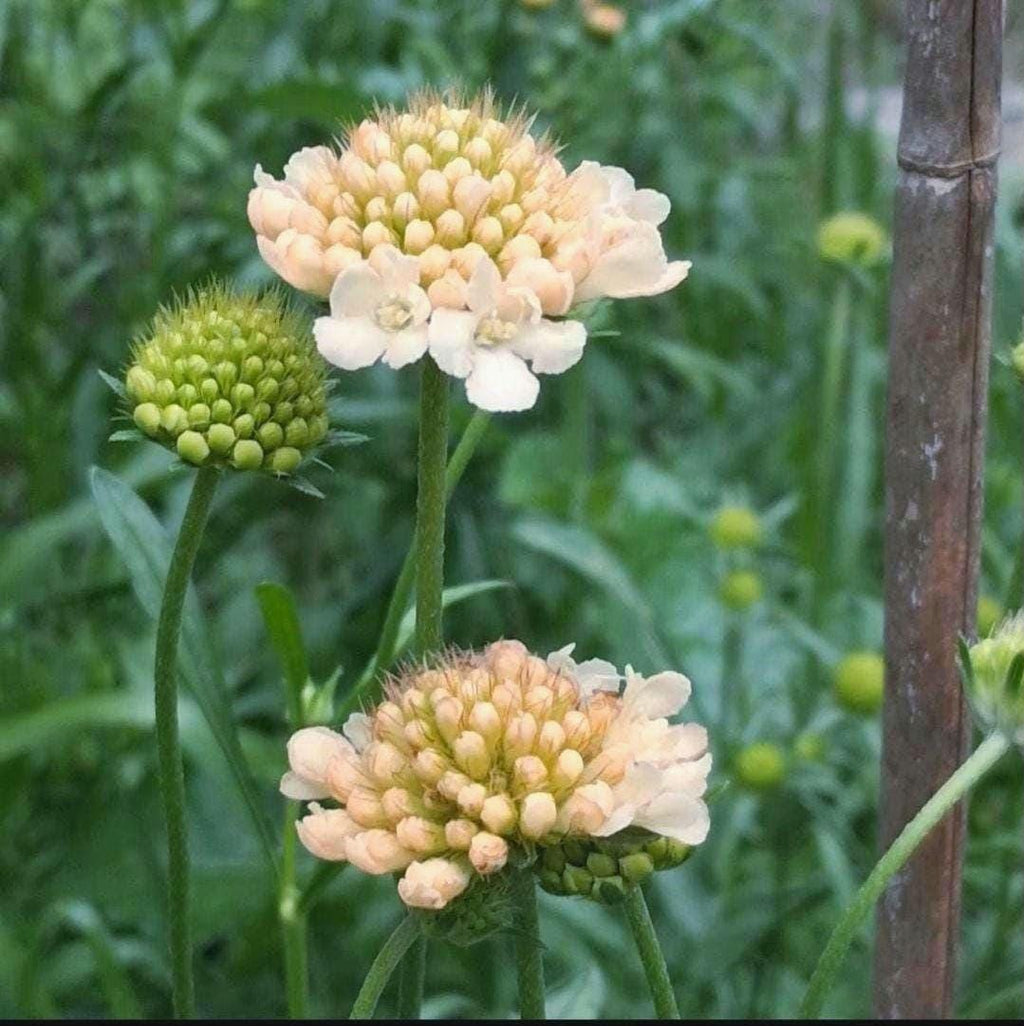 Graines Scabiosa Fata Morgana, Pincushion Flower, pêche-crème, fleur en pelote d'épingle, annuelle, 20 graines