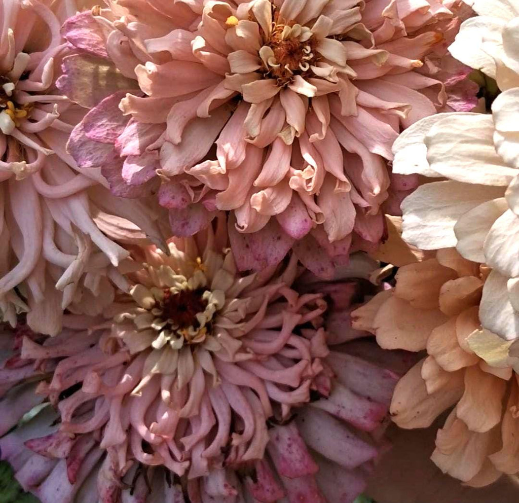 Zinnia Ballerina, RARE Zinnia elegans Ballerine originales, annuelle, couleurs pastel douces pêche, et rose et mauve.