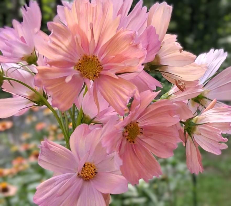 Cosmos Apricotta, rose abricot couleurs pastel, annuelle, Cosmos bipinnatus, speciality cutflower