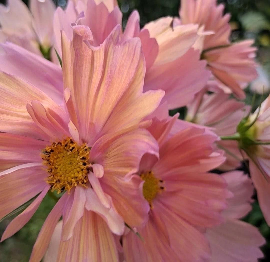 Cosmos Apricotta, rose abricot couleurs pastel, annuelle, Cosmos bipinnatus, speciality cutflower