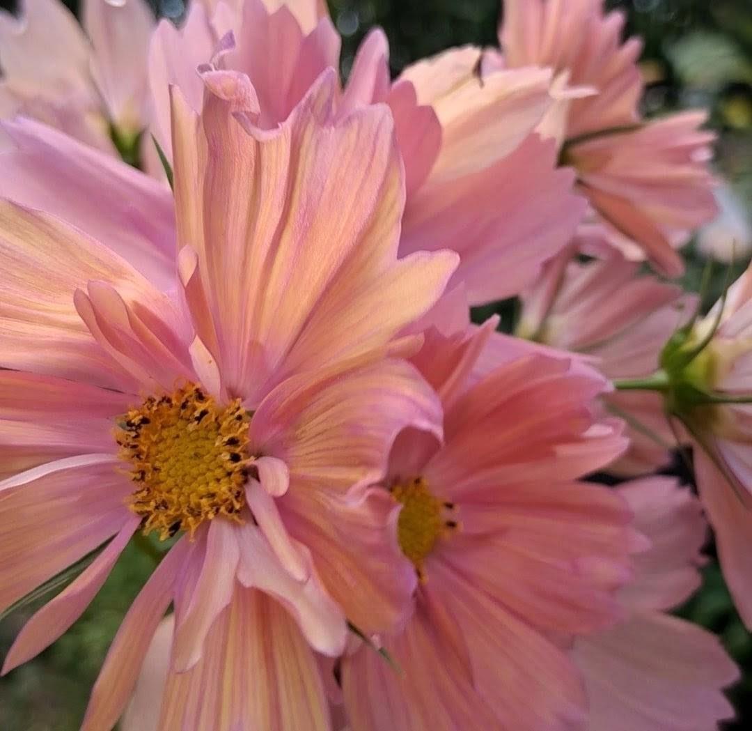 Cosmos Apricotta, rose abricot couleurs pastel, annuelle, Cosmos bipinnatus, speciality cutflower