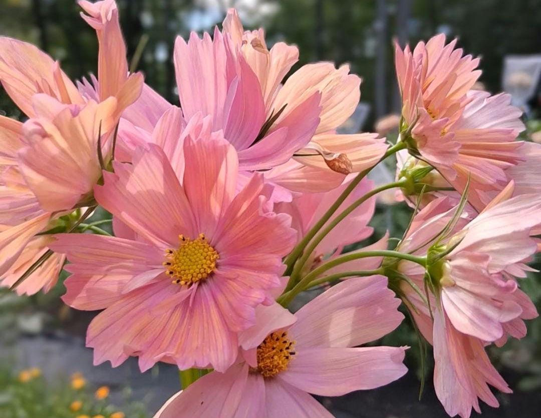 Cosmos Apricotta, rose abricot couleurs pastel, annuelle, Cosmos bipinnatus, speciality cutflower