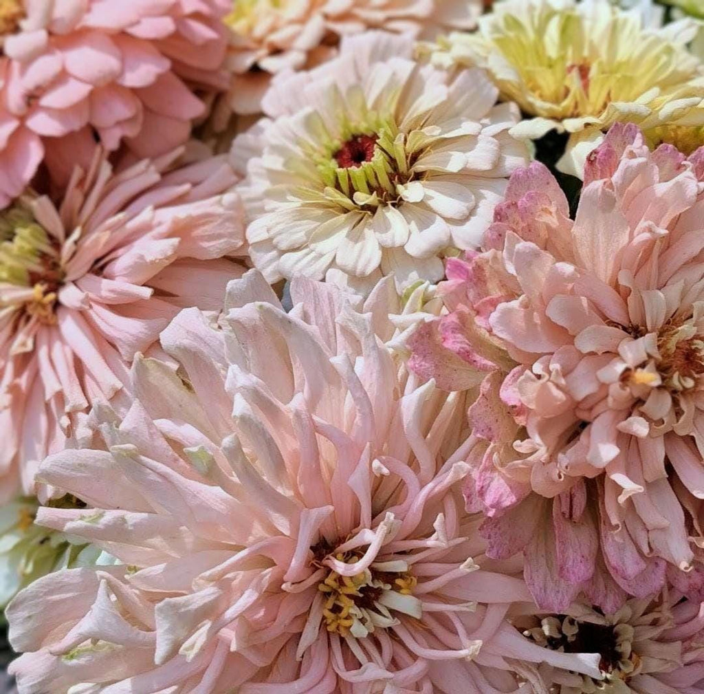 Zinnia Ballerina, RARE Zinnia elegans Ballerine originales, annuelle, couleurs pastel douces pêche, et rose et mauve.