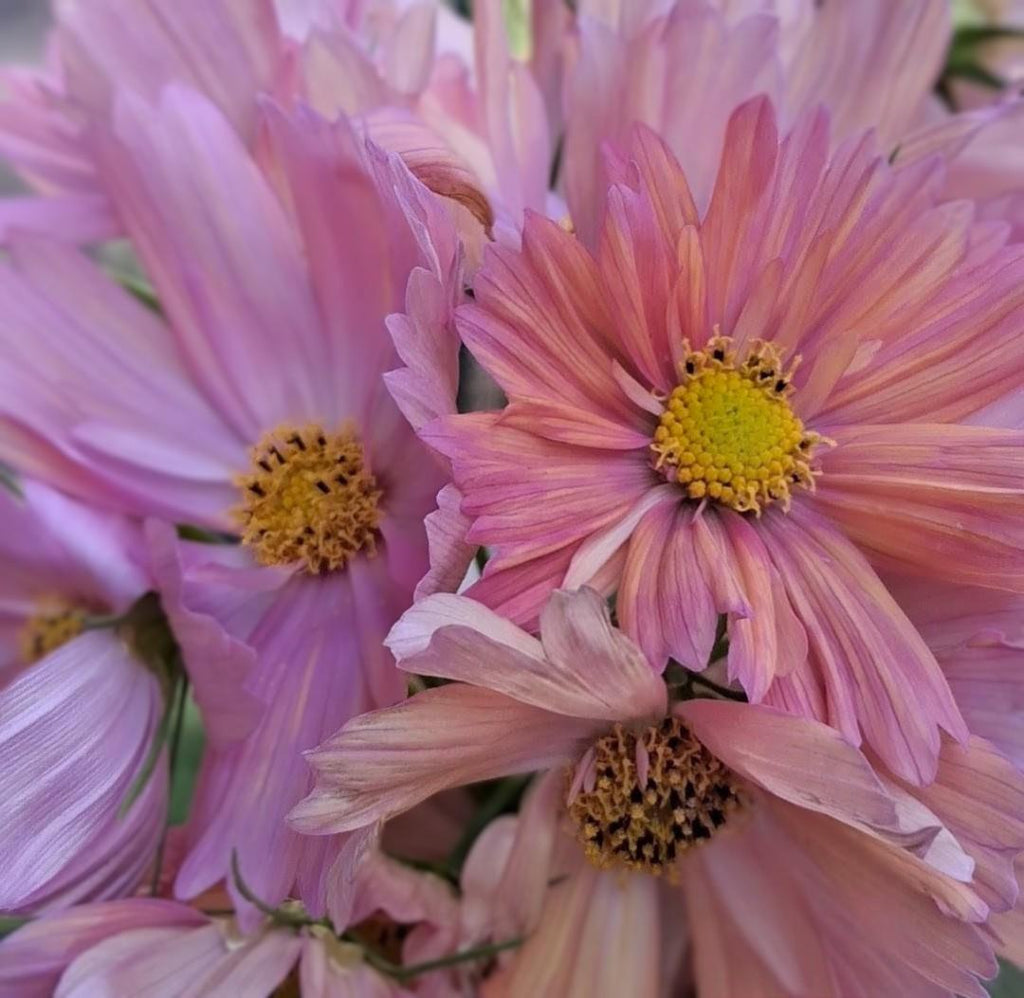 Cosmos Apricotta, rose abricot couleurs pastel, annuelle, Cosmos bipinnatus, speciality cutflower