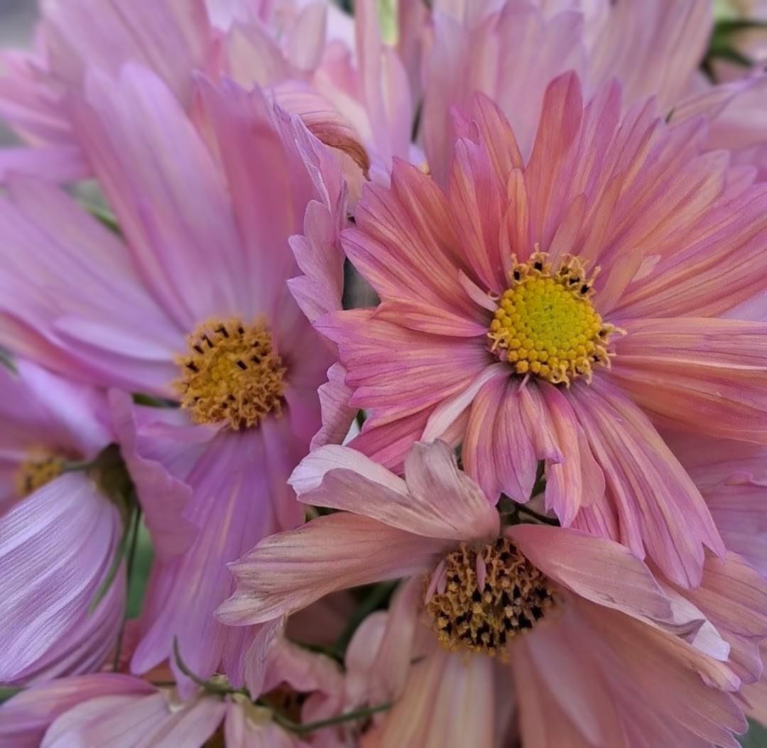 Cosmos Apricotta, rose abricot couleurs pastel, annuelle, Cosmos bipinnatus, speciality cutflower