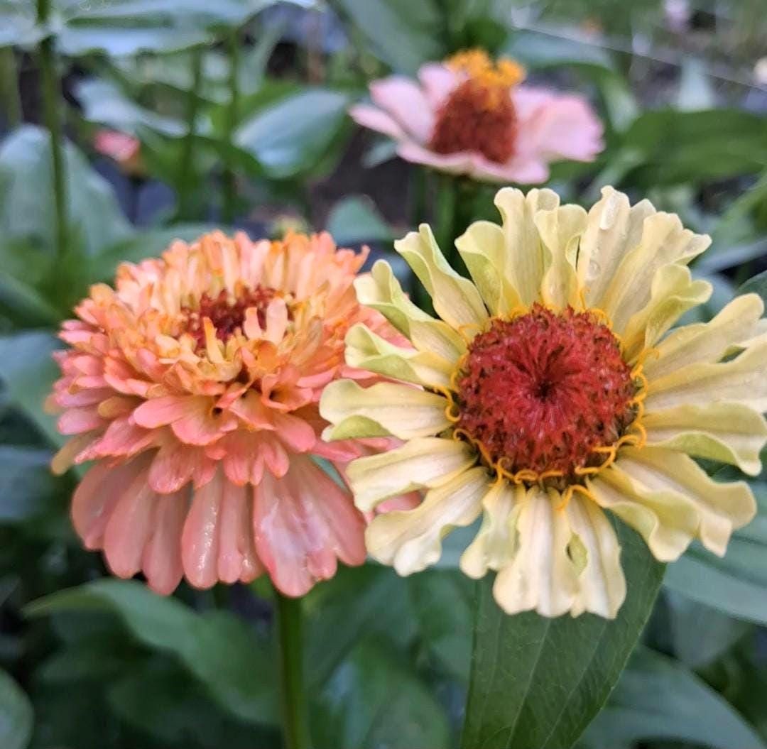 Zinnia « Zinderella Peach »