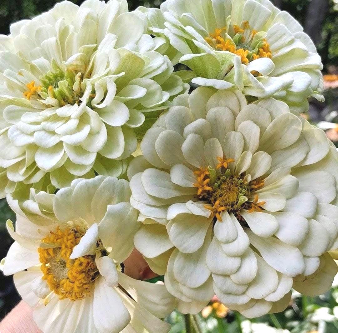 Zinnia Ours polaire, zinnia blanche, ivoire, creme, annuelle, 25 graines