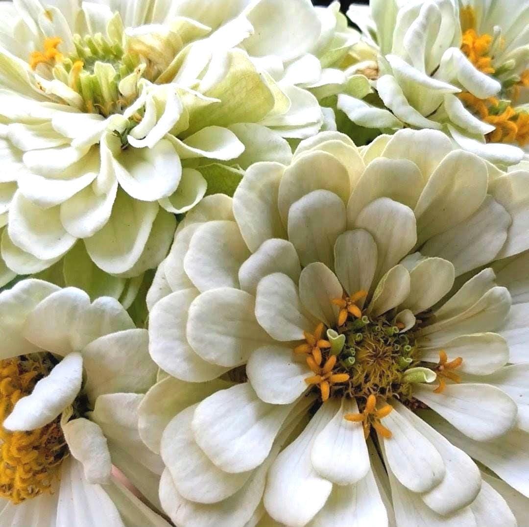 Zinnia Ours polaire, zinnia blanche, ivoire, creme, annuelle, 25 graines