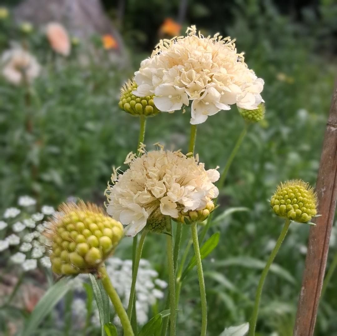 Graines Scabiosa Fata Morgana, Pincushion Flower, pêche-crème, fleur en pelote d'épingle, annuelle, 20 graines