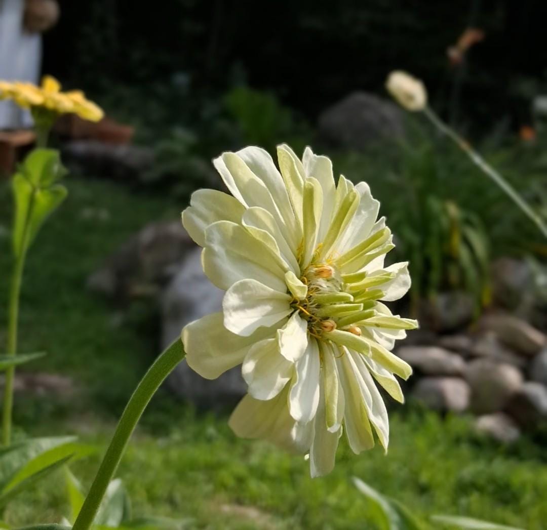 Zinnia Ours polaire, zinnia blanche, ivoire, creme, annuelle, 25 graines