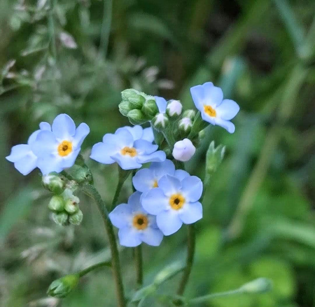 Alpestris « Myosotis bleu »