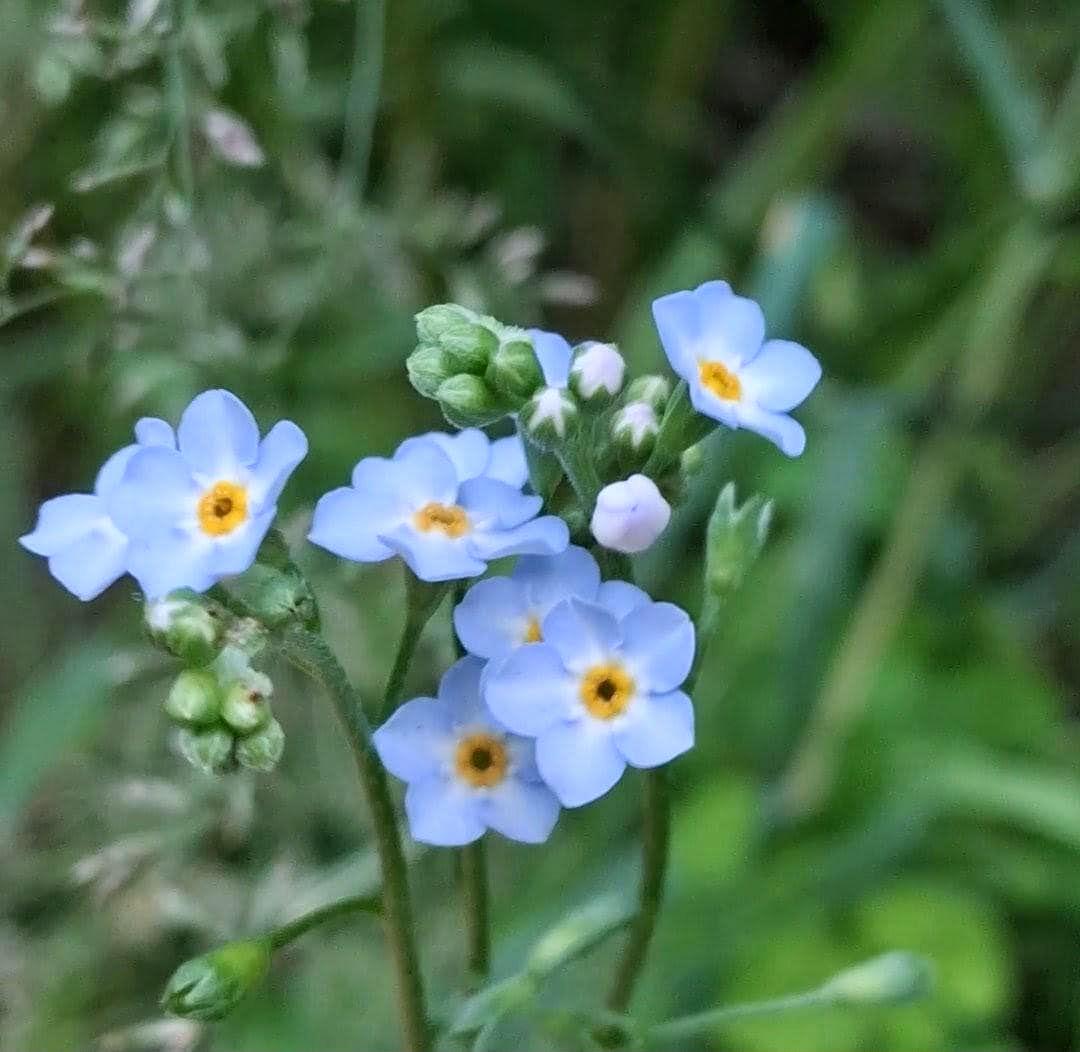 Alpestris « Myosotis bleu »