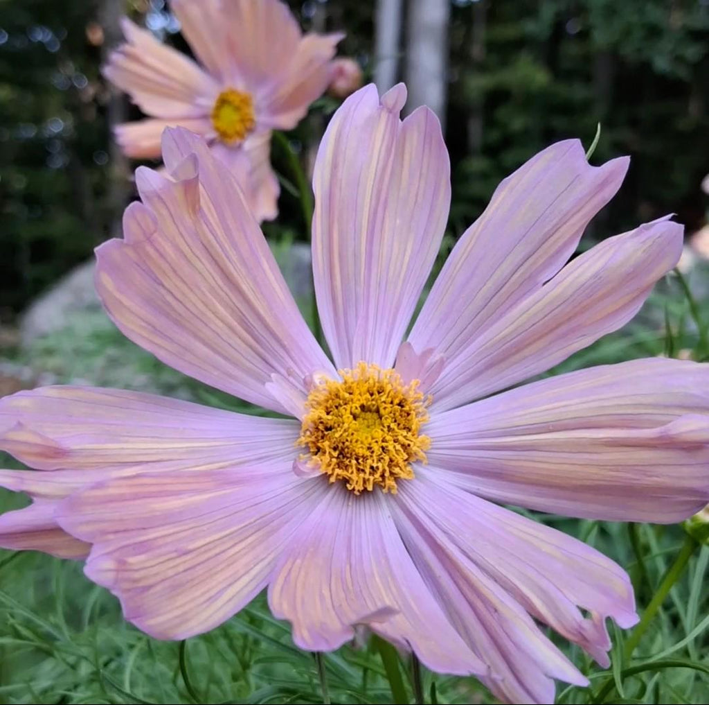 Cosmos Apricotta, rose abricot couleurs pastel, annuelle, Cosmos bipinnatus, speciality cutflower