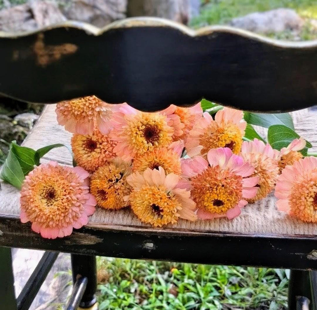 Zinnia Zinderella Peach, zinnia de fantaisie "cupcake", zinnia speciality, annuelle, zinnia elegans cutflower