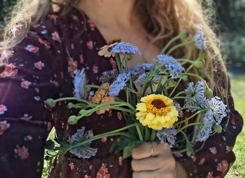 Didiscus Blue Lacy Lavender, fleur de dentelle tête d'épingles, Trachymene coerulea, fleur en pelote d'épingle, annuelle, 30 graines+