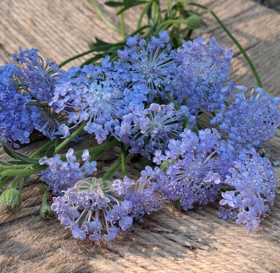Didiscus Blue Lacy Lavender, fleur de dentelle tête d'épingles, Trachymene coerulea, fleur en pelote d'épingle, annuelle, 30 graines+