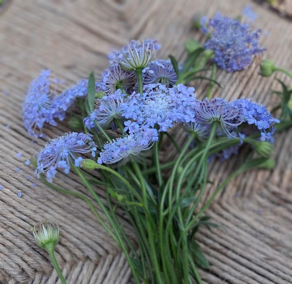 Didiscus Blue Lacy Lavender, fleur de dentelle tête d'épingles, Trachymene coerulea, fleur en pelote d'épingle, annuelle, 30 graines+
