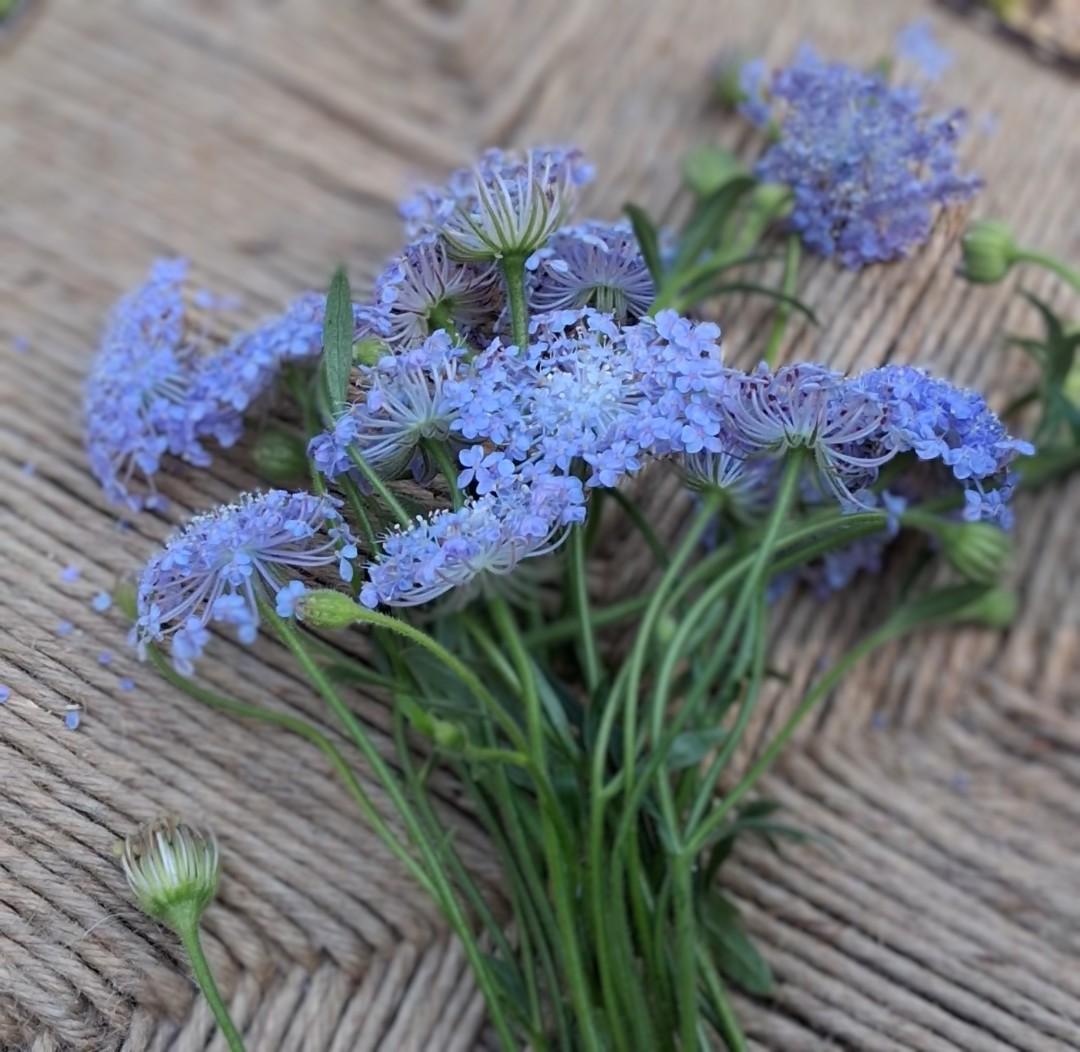 Didiscus Blue Lacy Lavender, fleur de dentelle tête d'épingles, Trachymene coerulea, fleur en pelote d'épingle, annuelle, 30 graines+