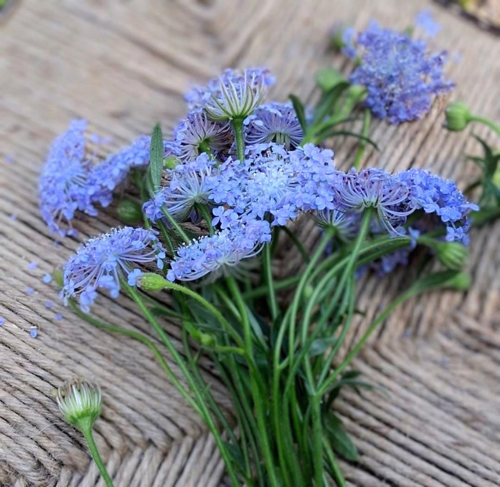 Didiscus Blue Lacy Lavender, fleur de dentelle tête d'épingles, Trachymene coerulea, fleur en pelote d'épingle, annuelle, 30 graines+