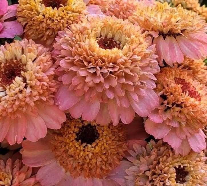 Zinnia Zinderella Peach, zinnia de fantaisie "cupcake", zinnia speciality, annuelle, zinnia elegans cutflower
