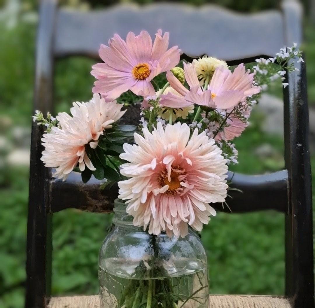 Cosmos Apricotta, rose abricot couleurs pastel, annuelle, Cosmos bipinnatus, speciality cutflower