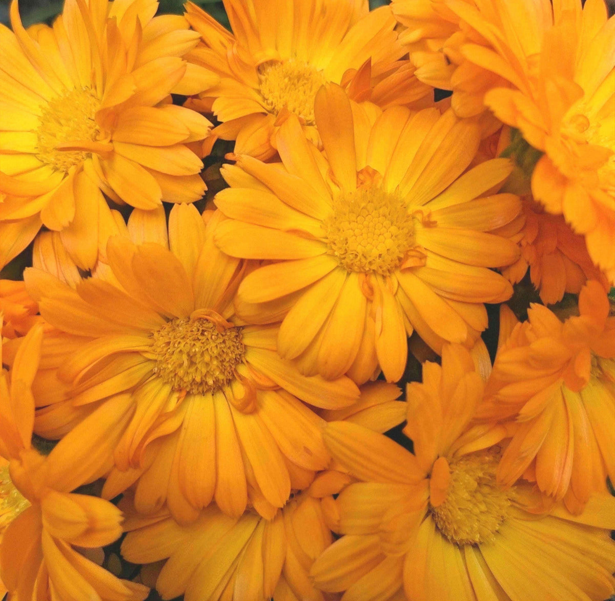 Calendula Officinalis