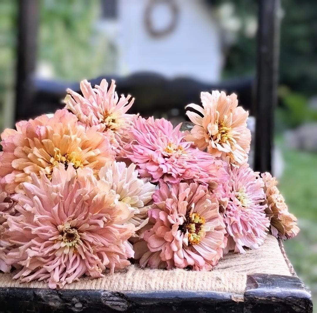 Zinnia Ballerina, RARE Zinnia elegans Ballerine originales, annuelle, couleurs pastel douces pêche, et rose et mauve.