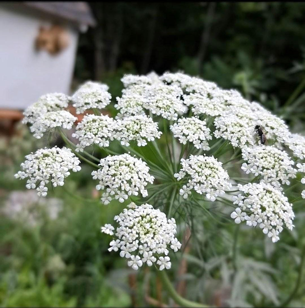Ammi 'Queen of Africa', False Queen Anne's Lace, Ammi majus, bishop's flower, annuelle, 50 graines