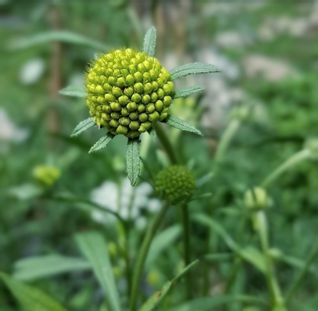 Graines Scabiosa Fata Morgana, Pincushion Flower, pêche-crème, fleur en pelote d'épingle, annuelle, 20 graines
