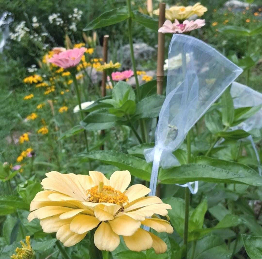 Rudbeckia hérissée « Black Eyed Susan »