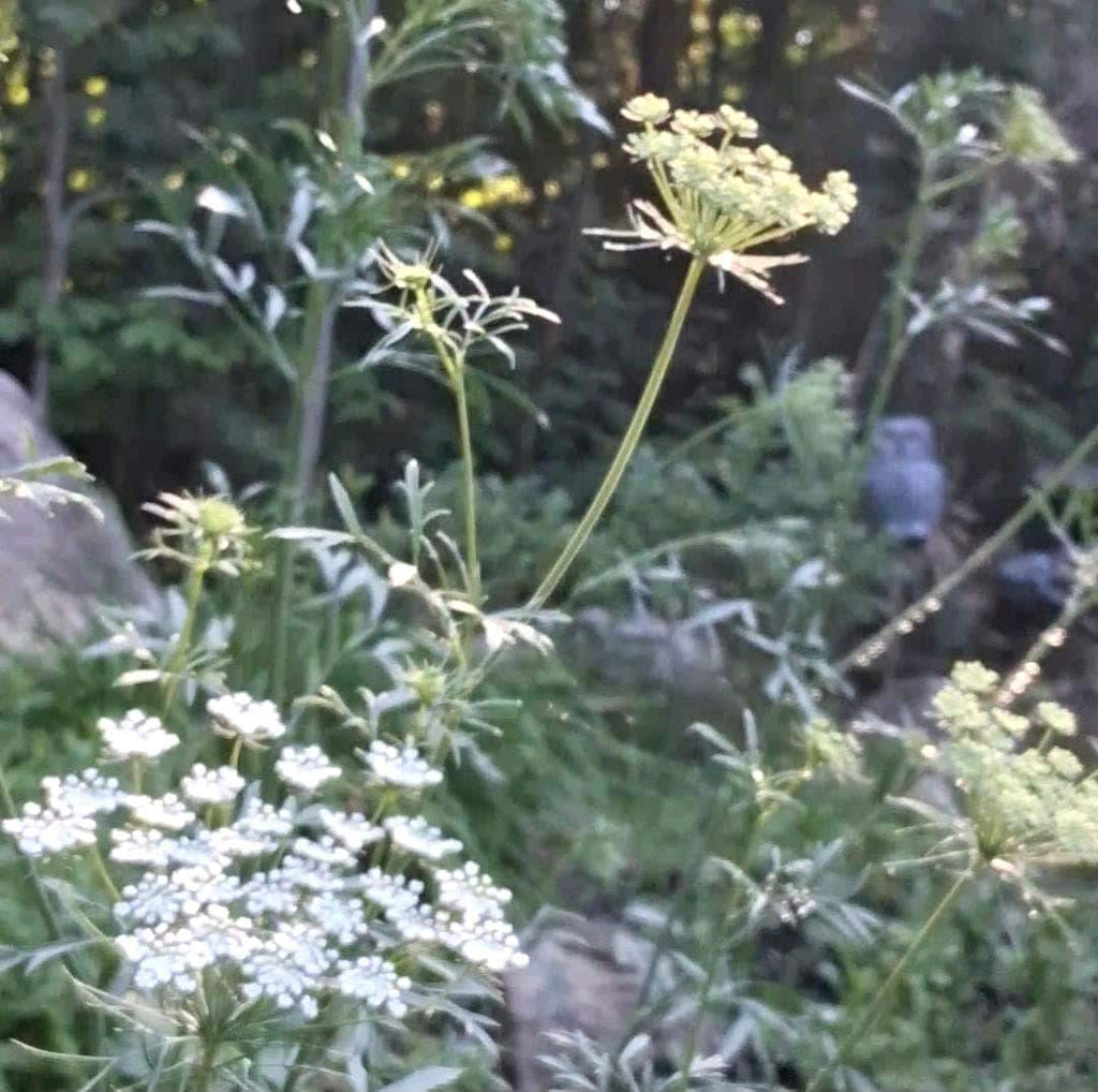 Ammi « Reine d’Afrique »