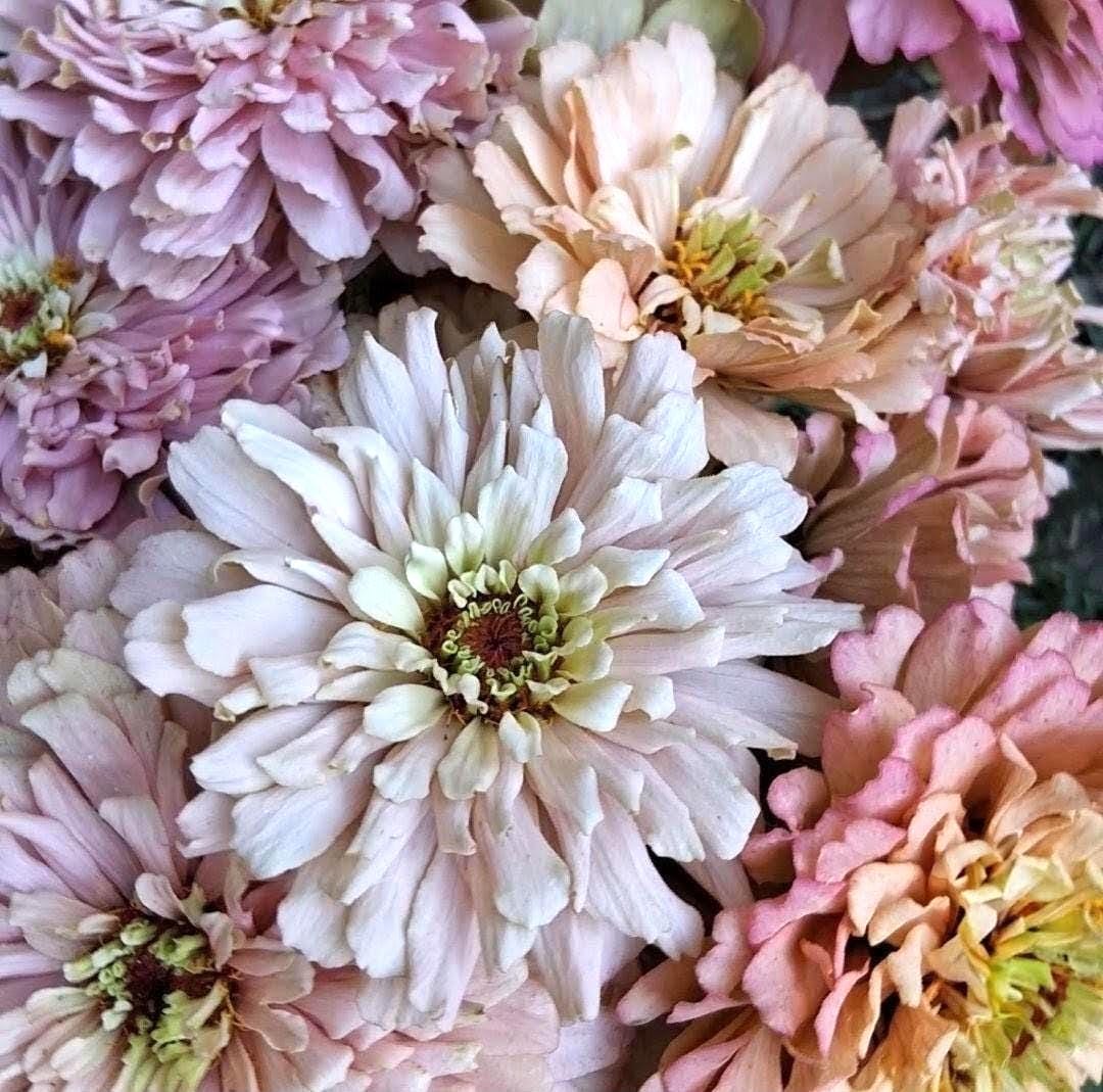 Zinnia « Ballerina »