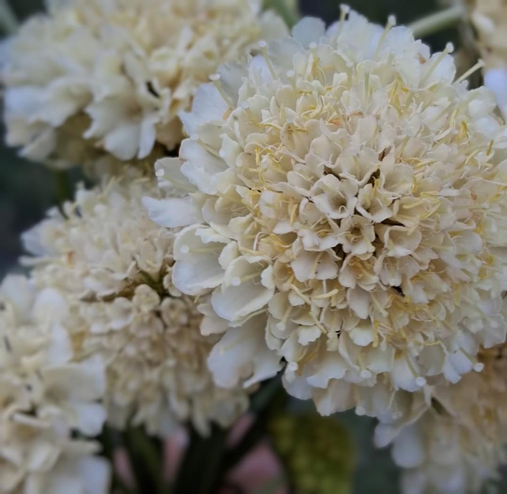 Graines Scabiosa Fata Morgana, Pincushion Flower, pêche-crème, fleur en pelote d'épingle, annuelle, 20 graines