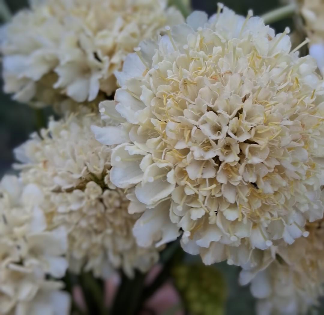 Graines Scabiosa Fata Morgana, Pincushion Flower, pêche-crème, fleur en pelote d'épingle, annuelle, 20 graines
