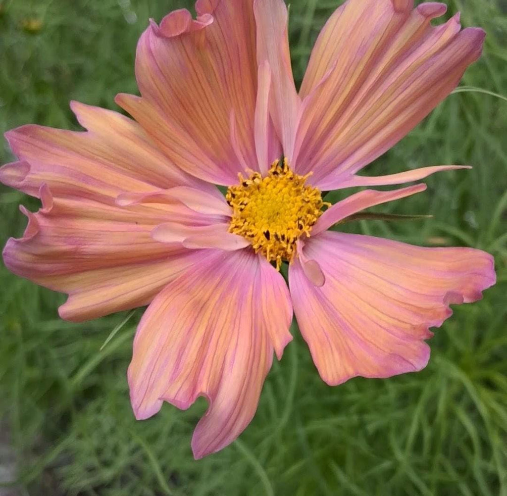 Cosmos Apricotta, rose abricot couleurs pastel, annuelle, Cosmos bipinnatus, speciality cutflower