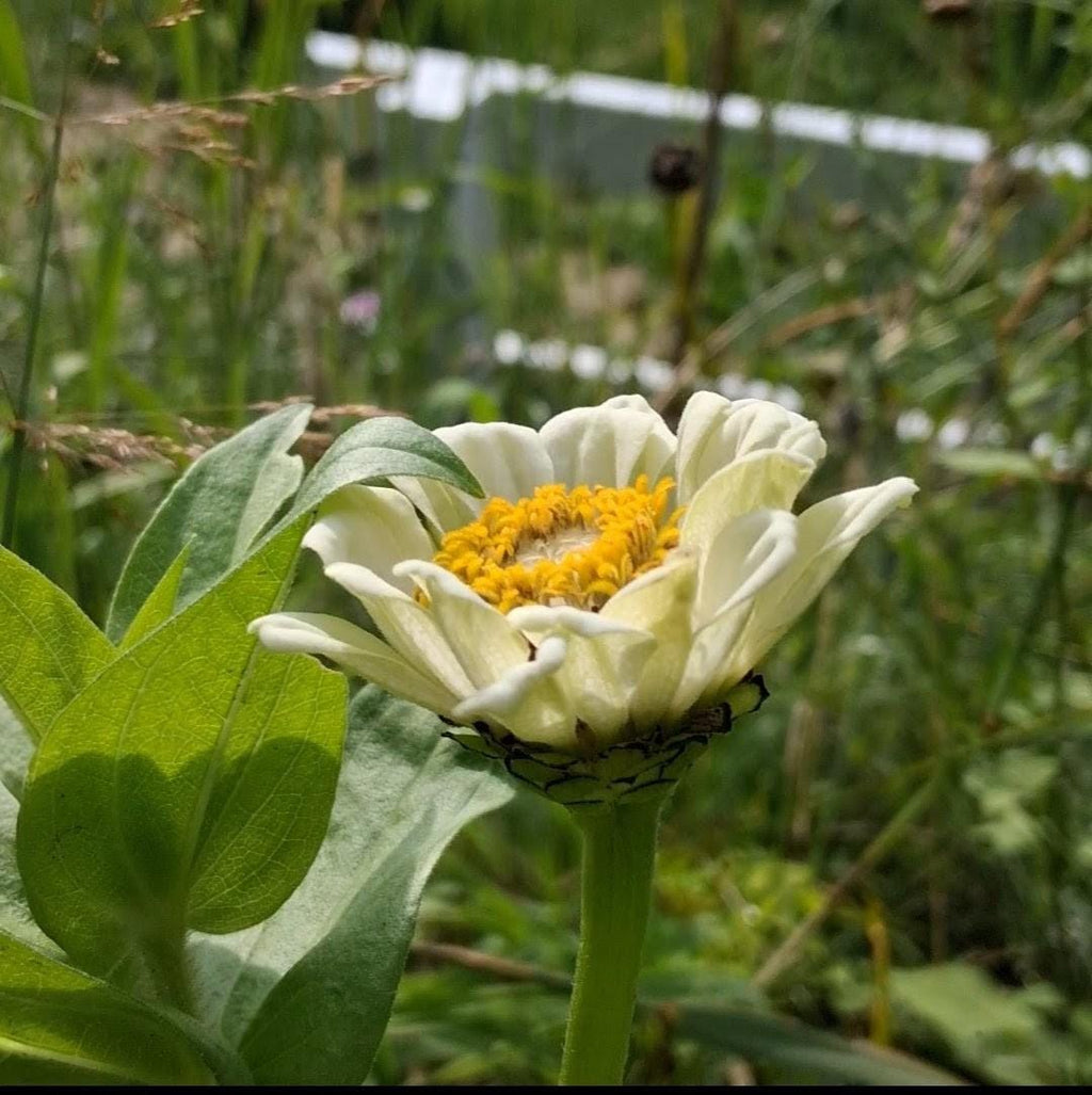 Zinnia Ours polaire, zinnia blanche, ivoire, creme, annuelle, 25 graines
