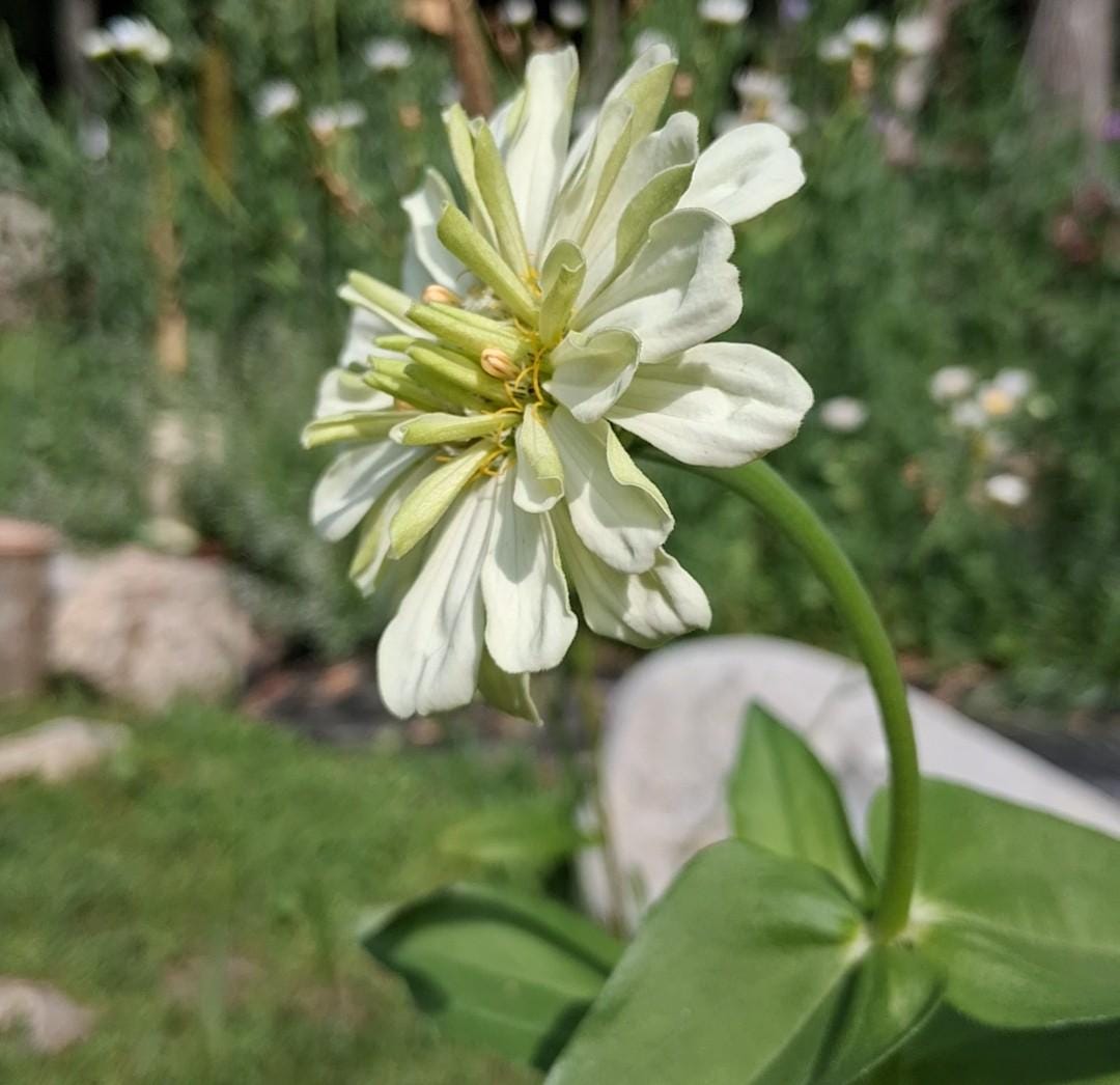 Zinnia Ours polaire, zinnia blanche, ivoire, creme, annuelle, 25 graines