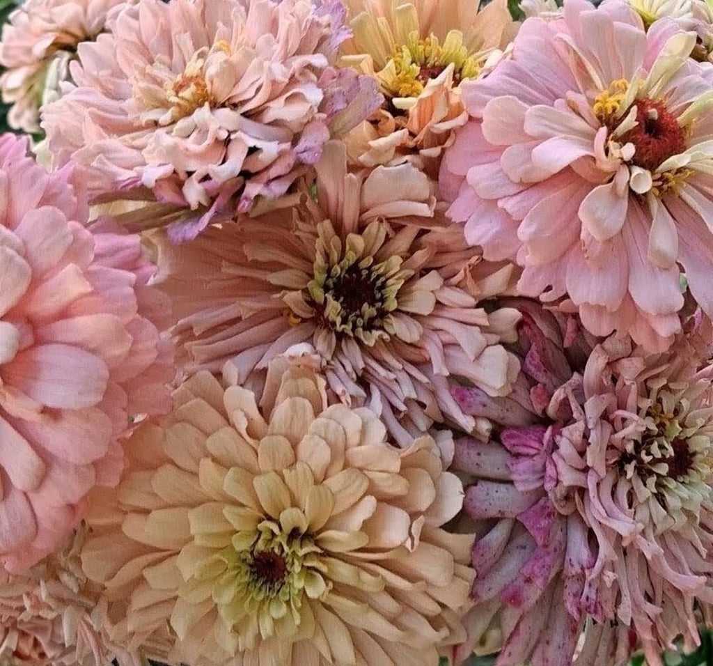 Zinnia Ballerina, RARE Zinnia elegans Ballerine originales, annuelle, couleurs pastel douces pêche, et rose et mauve.