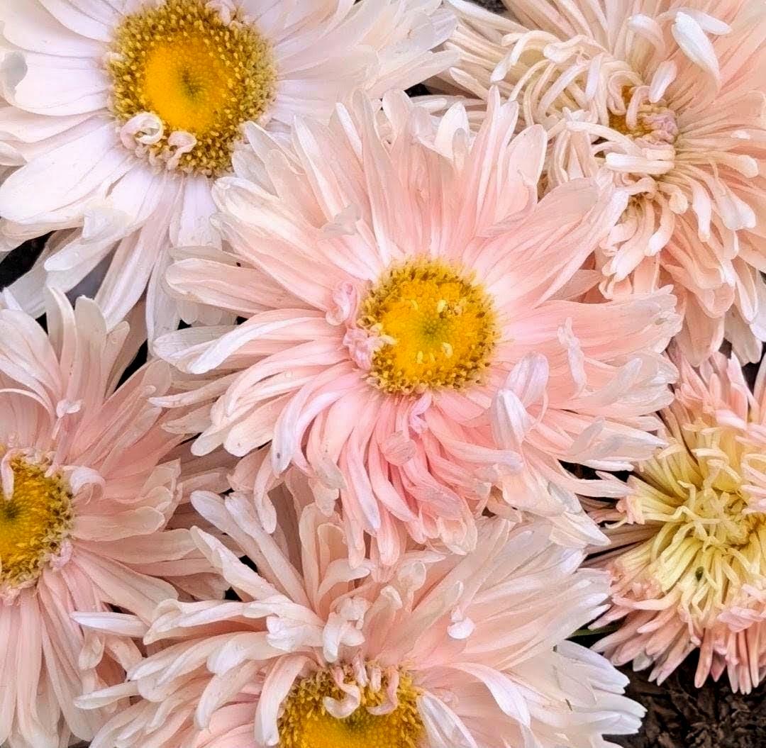 Aster Apricot King Size, annuelle variété patrimoniale, 50 graines, Callistephus chinensis.