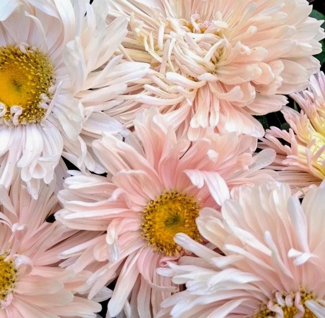 Aster Apricot King Size, annuelle variété patrimoniale, 50 graines, Callistephus chinensis.