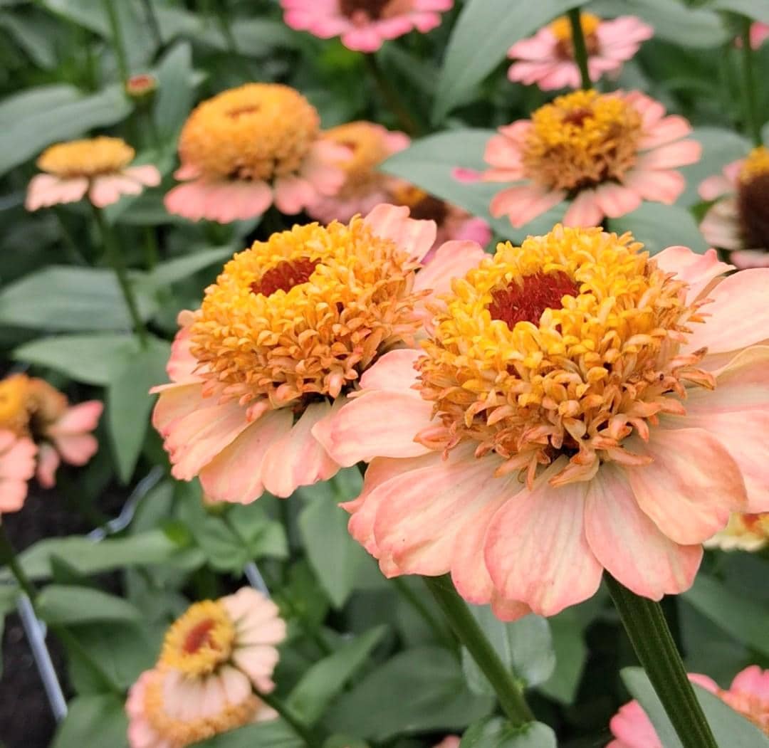 Zinnia Zinderella Peach, zinnia de fantaisie "cupcake", zinnia speciality, annuelle, zinnia elegans cutflower