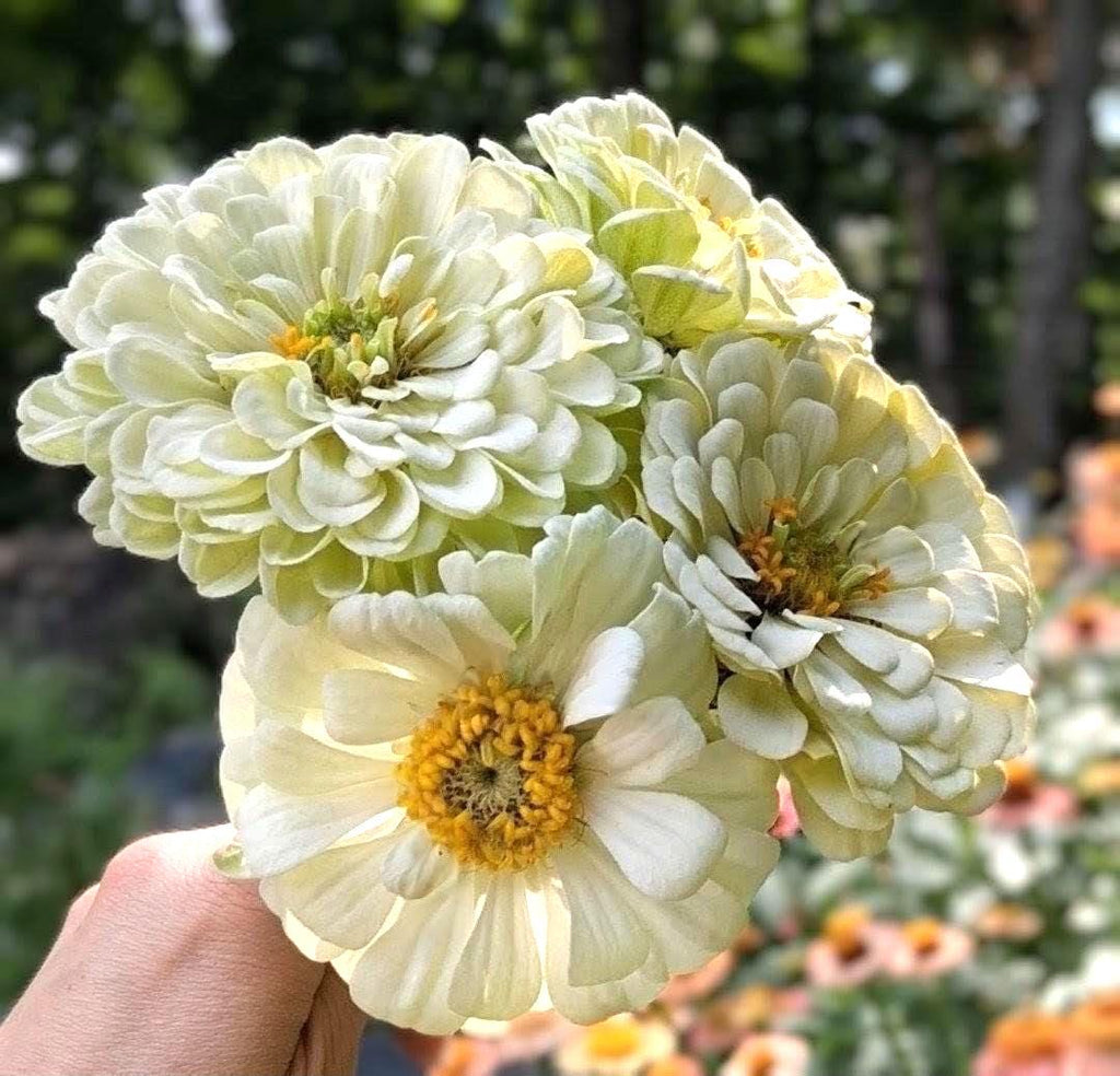 Peut inclure: Un bouquet de fleurs de zinnia d'un blanc crème pâle, dotées de multiples couches de pétales arrondis et de cœurs jaune vif. Les fleurs sont disposées en un groupe dense, mettant en valeur leur structure complexe et leur teinte claire.