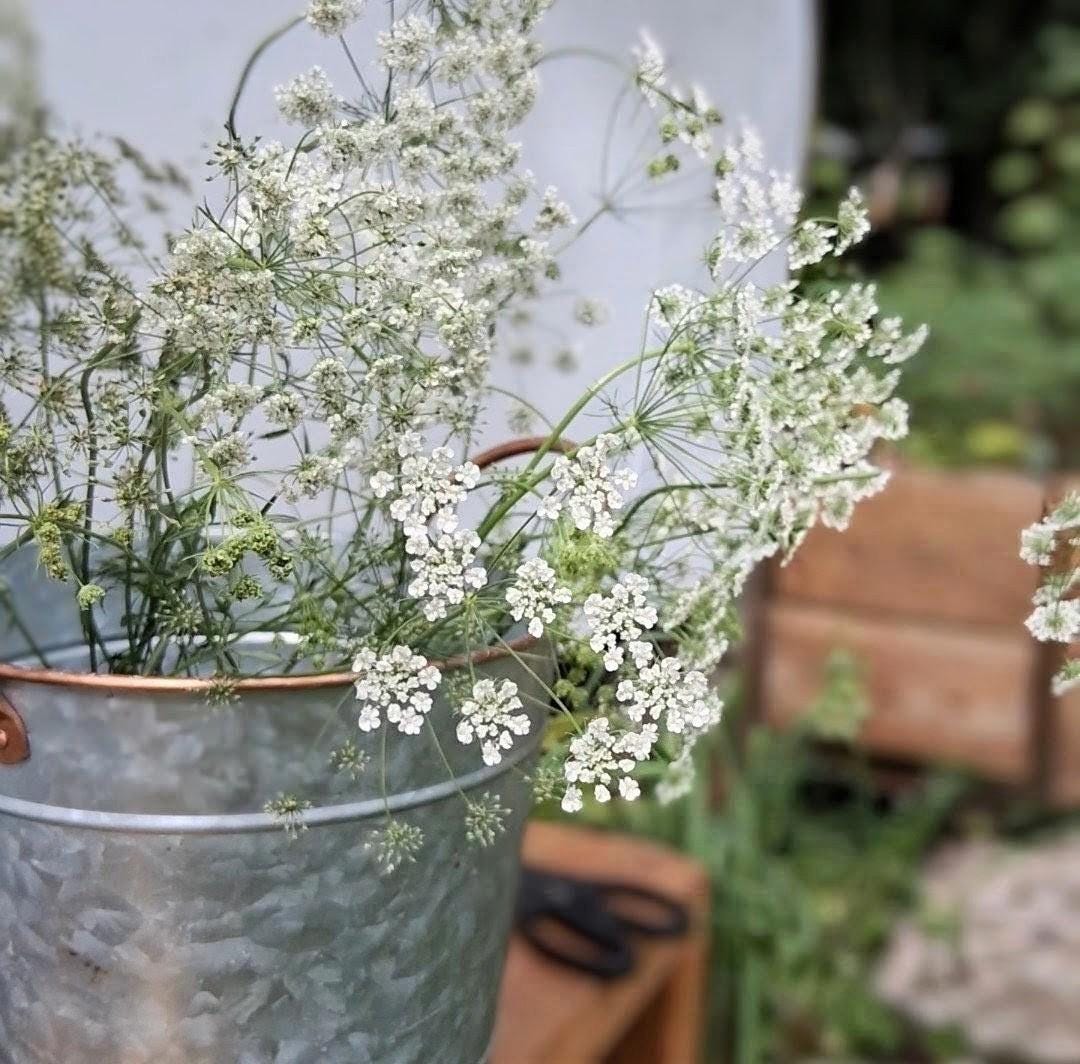 Ammi 'Queen of Africa', False Queen Anne's Lace, Ammi majus, bishop's flower, annuelle, 50 graines