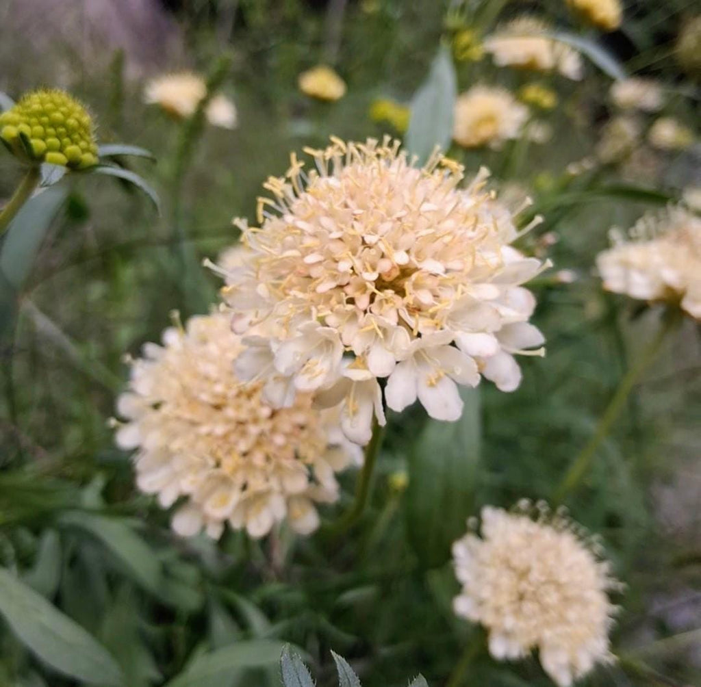 Graines Scabiosa Fata Morgana, Pincushion Flower, pêche-crème, fleur en pelote d'épingle, annuelle, 20 graines