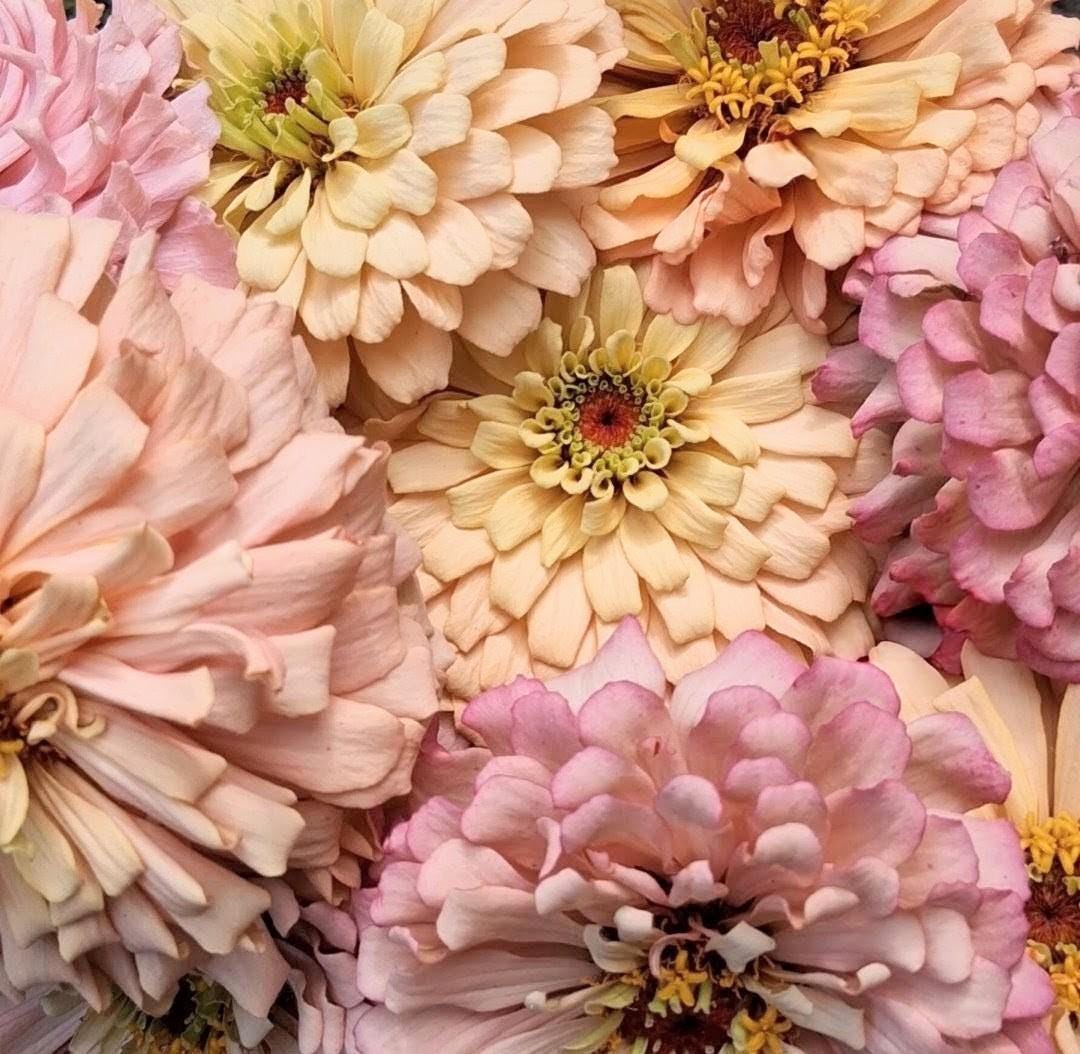 Zinnia Ballerina, RARE Zinnia elegans Ballerine originales, annuelle, couleurs pastel douces pêche, et rose et mauve.