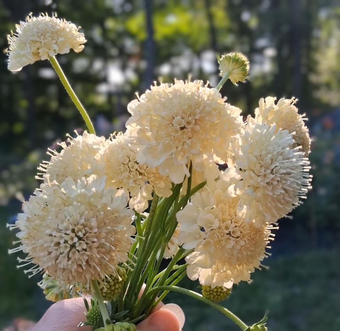 Graines Scabiosa Fata Morgana, Pincushion Flower, pêche-crème, fleur en pelote d'épingle, annuelle, 20 graines