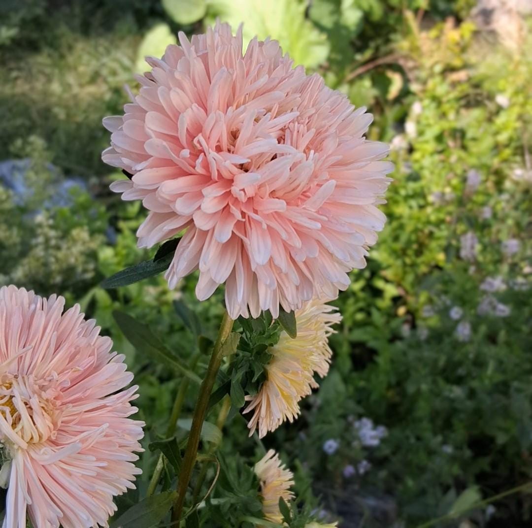 Aster Apricot King Size, annuelle variété patrimoniale, 50 graines, Callistephus chinensis.