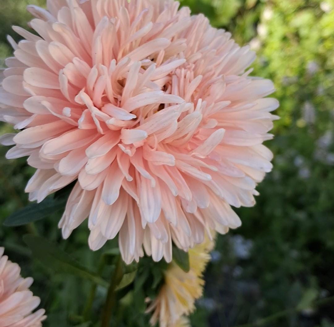 Aster Apricot King Size, annuelle variété patrimoniale, 50 graines, Callistephus chinensis.