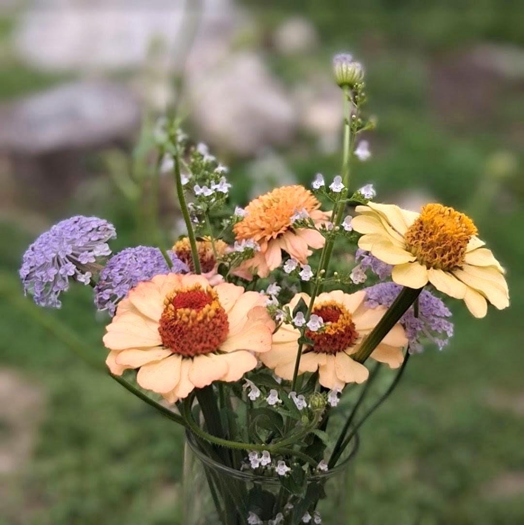 Calendula Officinalis