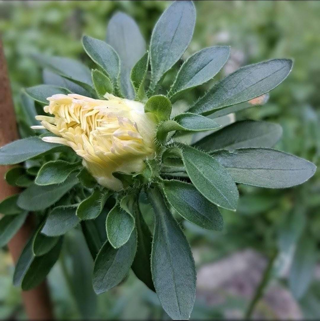Aster « Abricot, grande taille »
